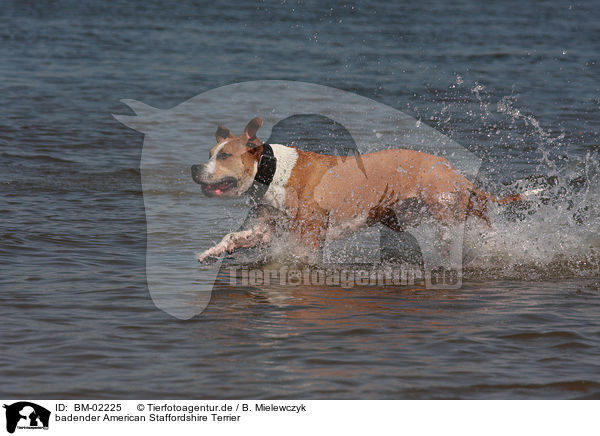 badender American Staffordshire Terrier / bathing American Staffordshire Terrier / BM-02225