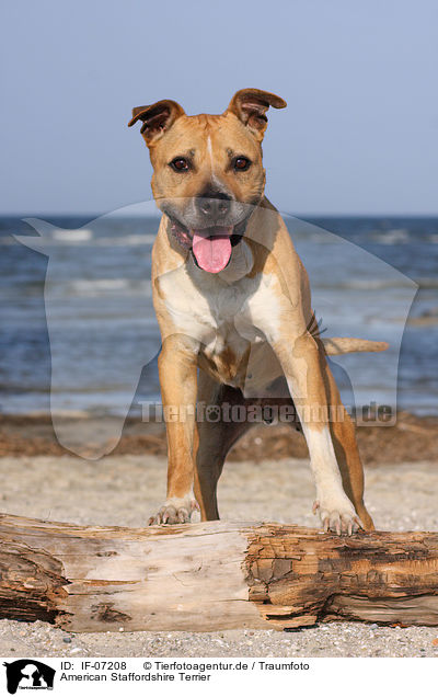 American Staffordshire Terrier / American Staffordshire Terrier / IF-07208
