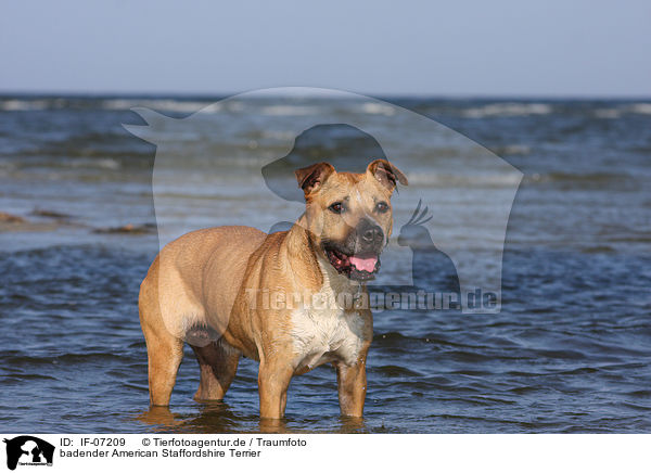 badender American Staffordshire Terrier / bathing American Staffordshire Terrier / IF-07209