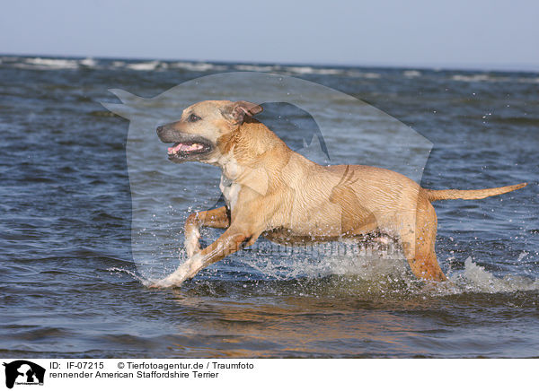 rennender American Staffordshire Terrier / IF-07215