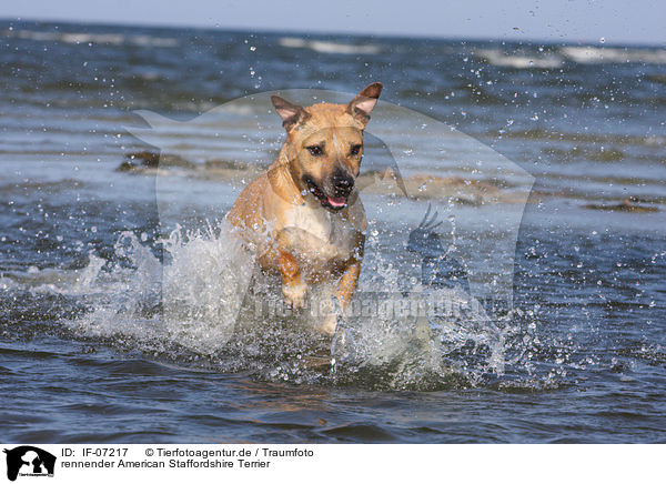 rennender American Staffordshire Terrier / IF-07217
