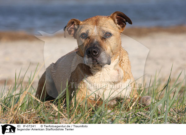 liegender American Staffordshire Terrier / lying American Staffordshire Terrier / IF-07241