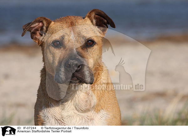 American Staffordshire Terrier Portrait / American Staffordshire Terrier Portrait / IF-07244
