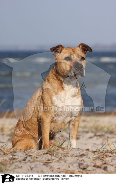 sitzender American Staffordshire Terrier / sitting American Staffordshire Terrier / IF-07245