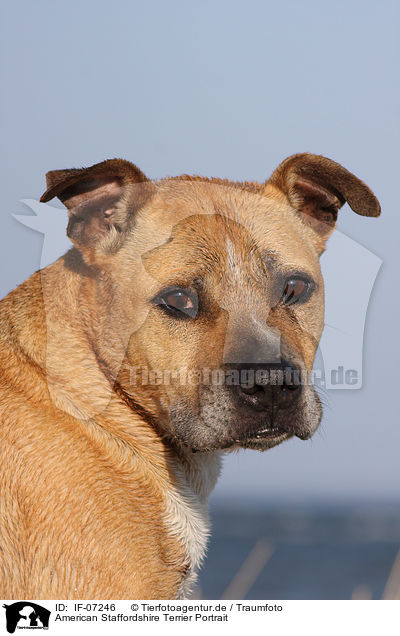 American Staffordshire Terrier Portrait / American Staffordshire Terrier Portrait / IF-07246