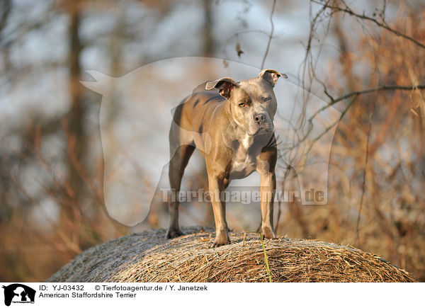 American Staffordshire Terrier / American Staffordshire Terrier / YJ-03432