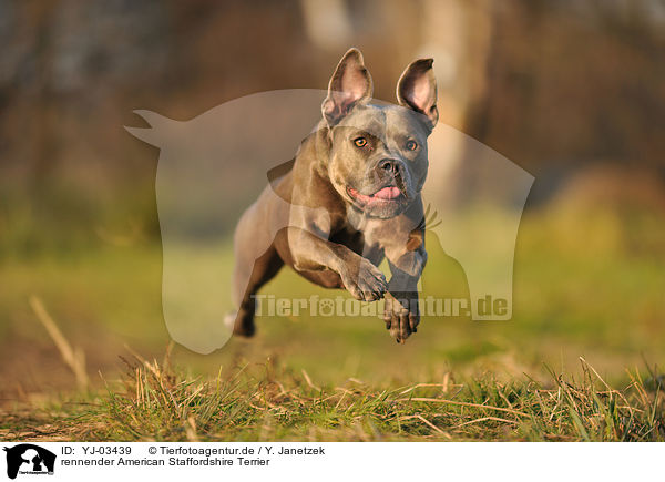 rennender American Staffordshire Terrier / running American Staffordshire Terrier / YJ-03439