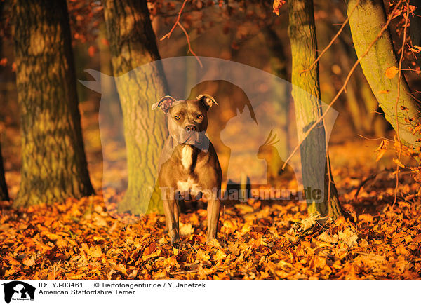 American Staffordshire Terrier / American Staffordshire Terrier / YJ-03461