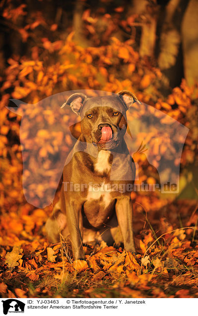 sitzender American Staffordshire Terrier / sitting American Staffordshire Terrier / YJ-03463