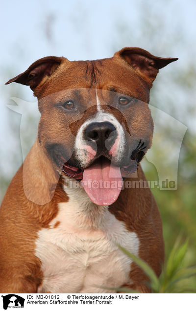 American Staffordshire Terrier Portrait / MB-01812