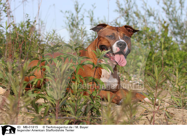 liegender American Staffordshire Terrier / lying American Staffordshire Terrier / MB-01815