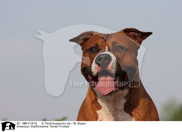 American Staffordshire Terrier Portrait / American Staffordshire Terrier Portrait / MB-01816
