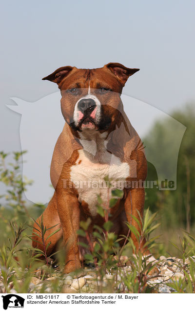 sitzender American Staffordshire Terrier / MB-01817