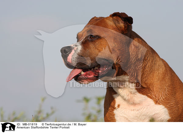 American Staffordshire Terrier Portrait / MB-01819