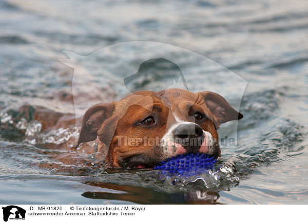 schwimmender American Staffordshire Terrier / swimming American Staffordshire Terrier / MB-01820