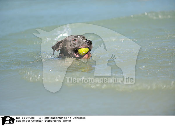 spielender American Staffordshire Terrier / playing American Staffordshire Terrier / YJ-04988