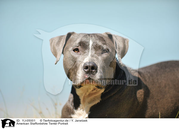 American Staffordshire Terrier Portrait / YJ-05001