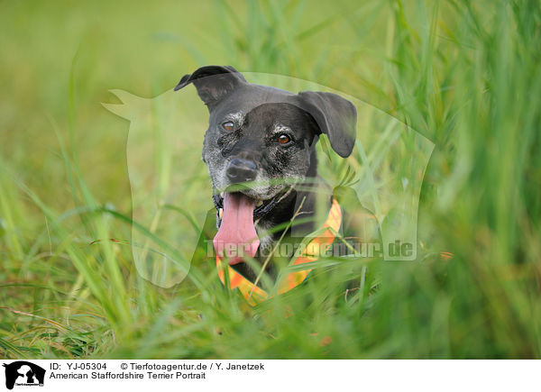 American Staffordshire Terrier Portrait / American Staffordshire Terrier Portrait / YJ-05304