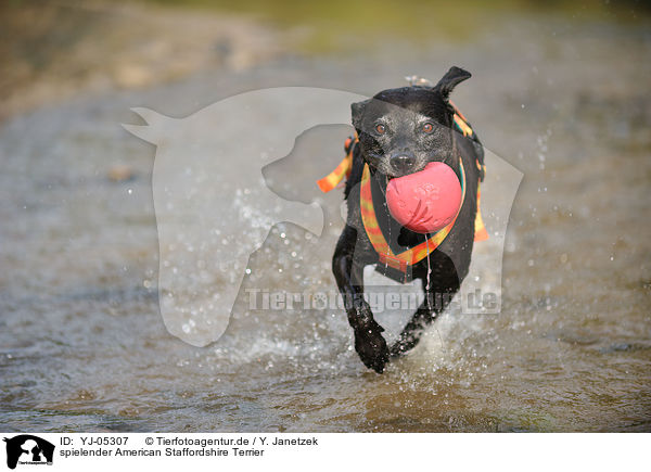 spielender American Staffordshire Terrier / playing American Staffordshire Terrier / YJ-05307