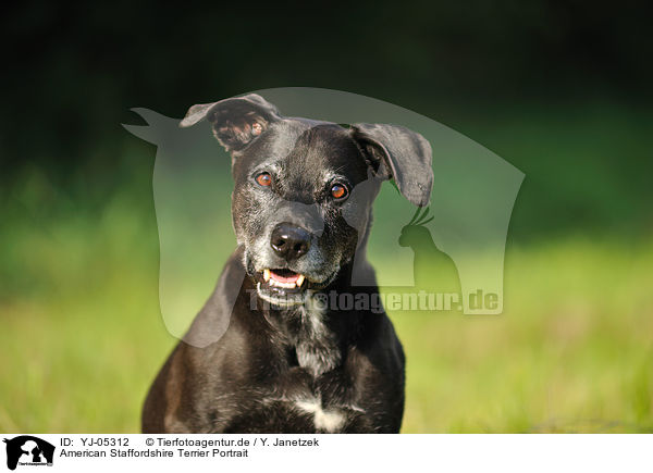 American Staffordshire Terrier Portrait / YJ-05312