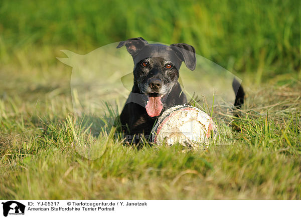 American Staffordshire Terrier Portrait / American Staffordshire Terrier Portrait / YJ-05317