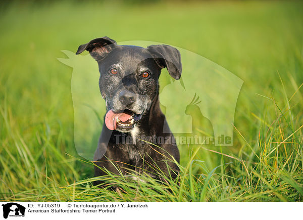 American Staffordshire Terrier Portrait / American Staffordshire Terrier Portrait / YJ-05319