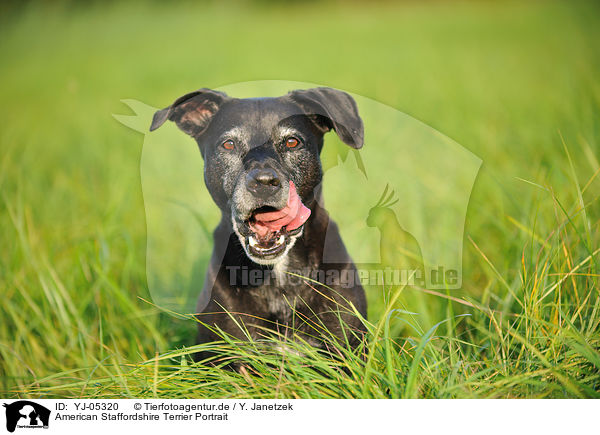 American Staffordshire Terrier Portrait / American Staffordshire Terrier Portrait / YJ-05320