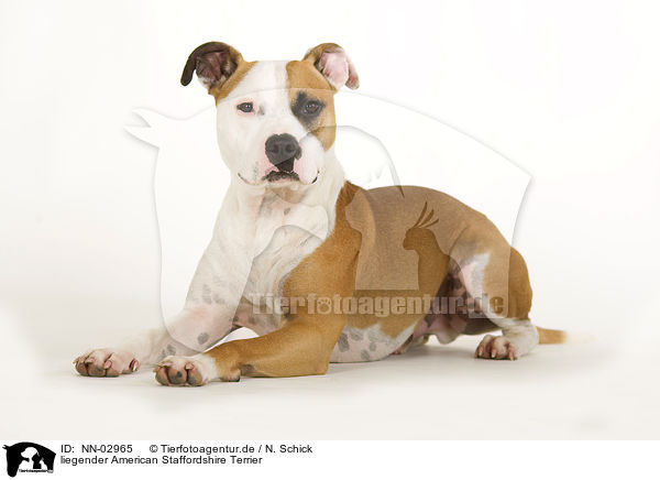 liegender American Staffordshire Terrier / NN-02965