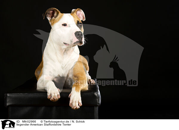 liegender American Staffordshire Terrier / NN-02966