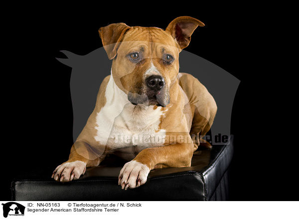 liegender American Staffordshire Terrier / NN-05163