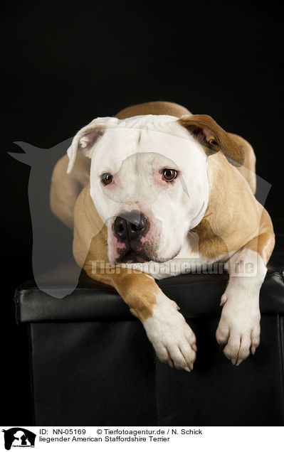 liegender American Staffordshire Terrier / lying American Staffordshire Terrier / NN-05169