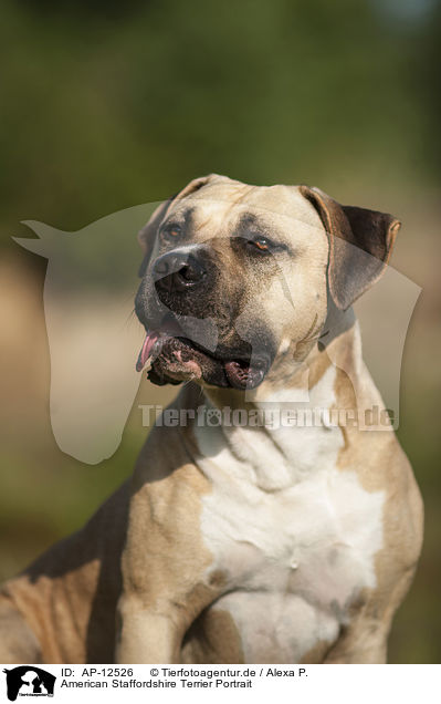 American Staffordshire Terrier Portrait / AP-12526