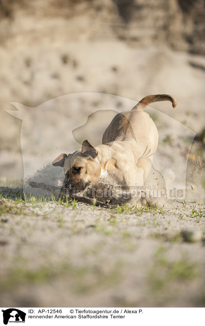 rennender American Staffordshire Terrier / running American Staffordshire Terrier / AP-12546