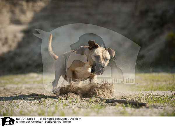 rennender American Staffordshire Terrier / running American Staffordshire Terrier / AP-12555