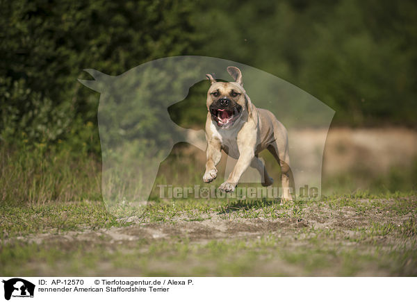 rennender American Staffordshire Terrier / running American Staffordshire Terrier / AP-12570