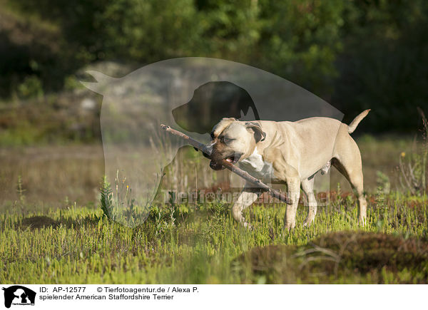 spielender American Staffordshire Terrier / playing American Staffordshire Terrier / AP-12577