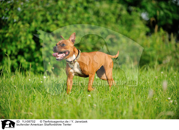 laufender American Staffordshire Terrier / walking American Staffordshire Terrier / YJ-08702