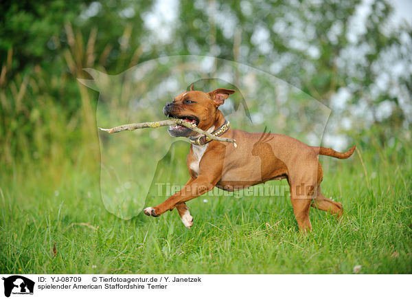 spielender American Staffordshire Terrier / playing American Staffordshire Terrier / YJ-08709