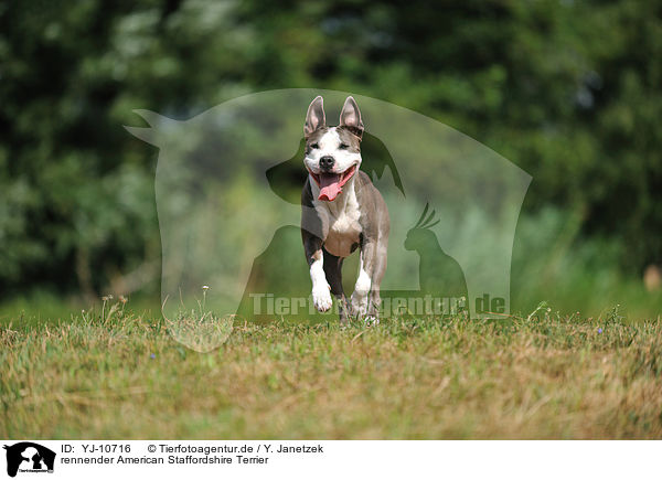 rennender American Staffordshire Terrier / YJ-10716