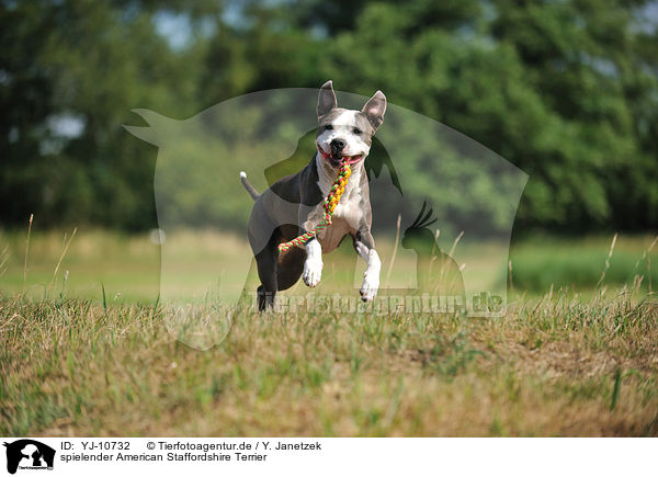 spielender American Staffordshire Terrier / YJ-10732