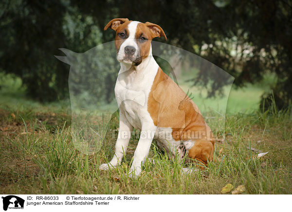 junger American Staffordshire Terrier / young American Staffordshire Terrier / RR-86033