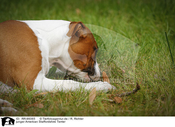 junger American Staffordshire Terrier / young American Staffordshire Terrier / RR-86065