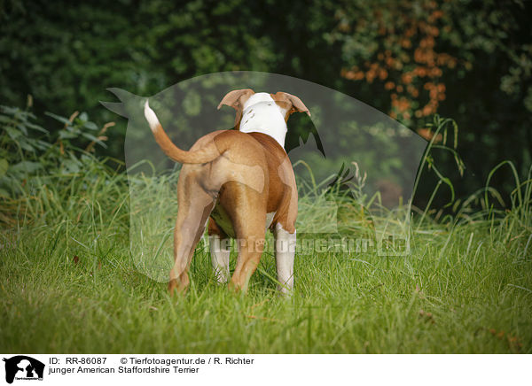 junger American Staffordshire Terrier / young American Staffordshire Terrier / RR-86087