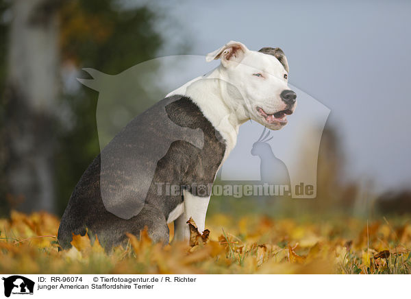 junger American Staffordshire Terrier / young American Staffordshire Terrier / RR-96074
