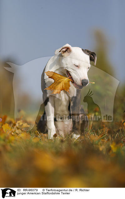 junger American Staffordshire Terrier / young American Staffordshire Terrier / RR-96079