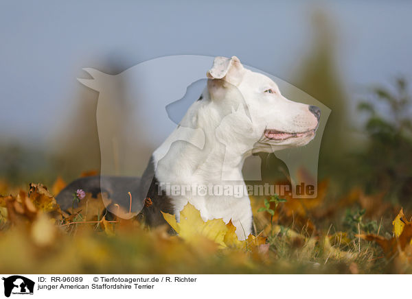 junger American Staffordshire Terrier / young American Staffordshire Terrier / RR-96089