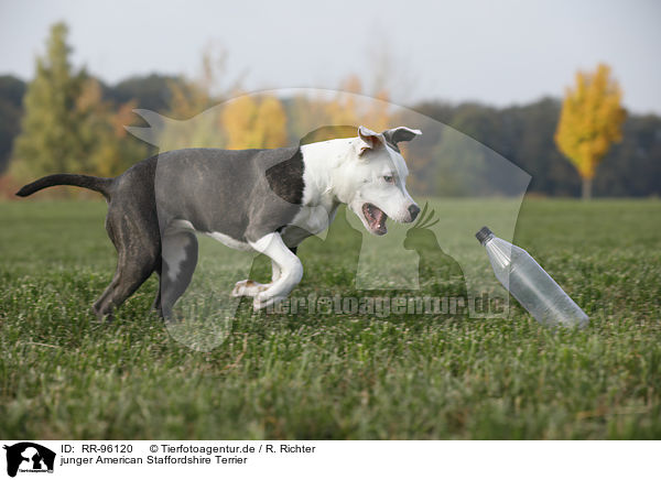 junger American Staffordshire Terrier / young American Staffordshire Terrier / RR-96120