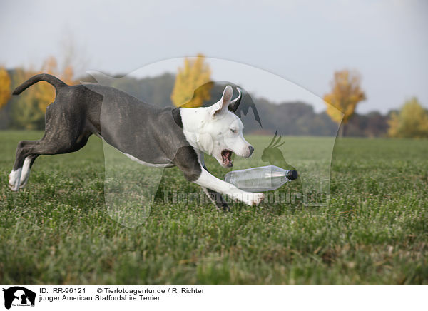 junger American Staffordshire Terrier / young American Staffordshire Terrier / RR-96121