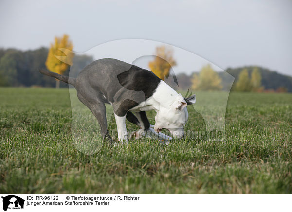 junger American Staffordshire Terrier / young American Staffordshire Terrier / RR-96122