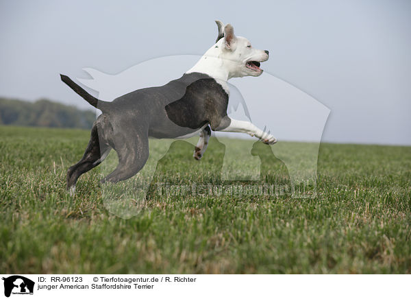 junger American Staffordshire Terrier / young American Staffordshire Terrier / RR-96123